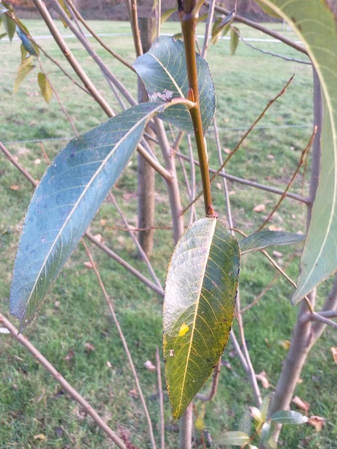 Salix × meyeriana — houseplant care guide