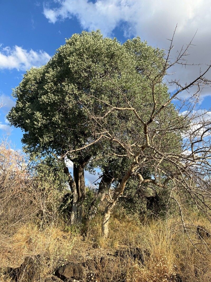 Cadaba linearifolia habit