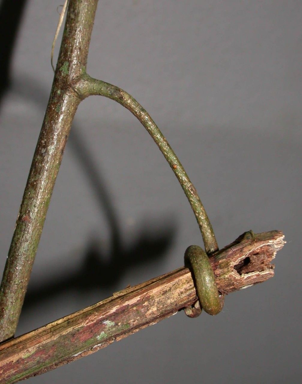 Dalbergia ovalis bark