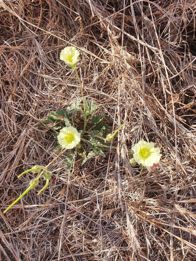 Monsonia longipes flower