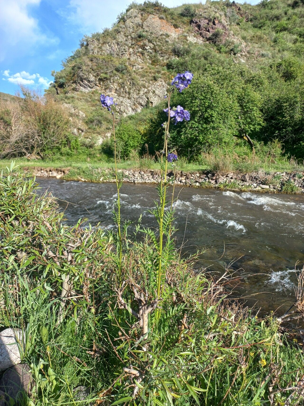 Polemonium caucasicum habit