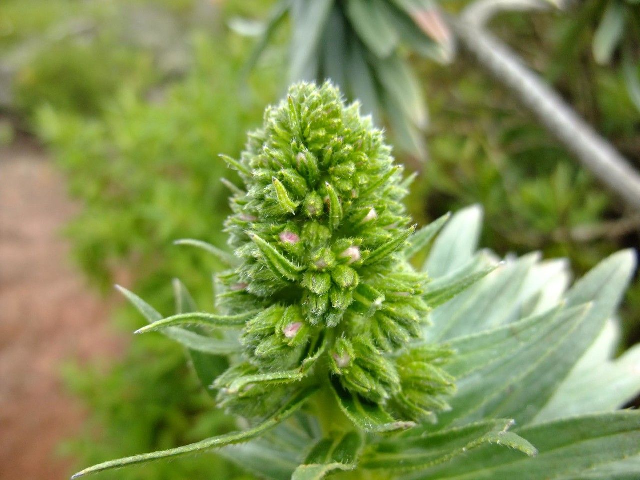 Echium callithyrsum fruit
