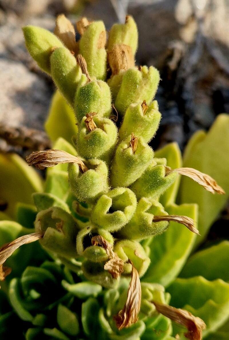 Hyoscyamus gallagheri fruit