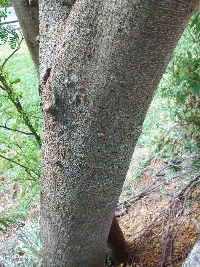 Vachellia seyal bark
