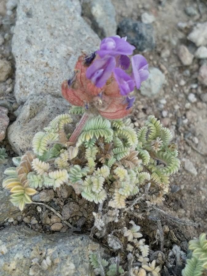 Oxytropis amethystea — related species from the same genus