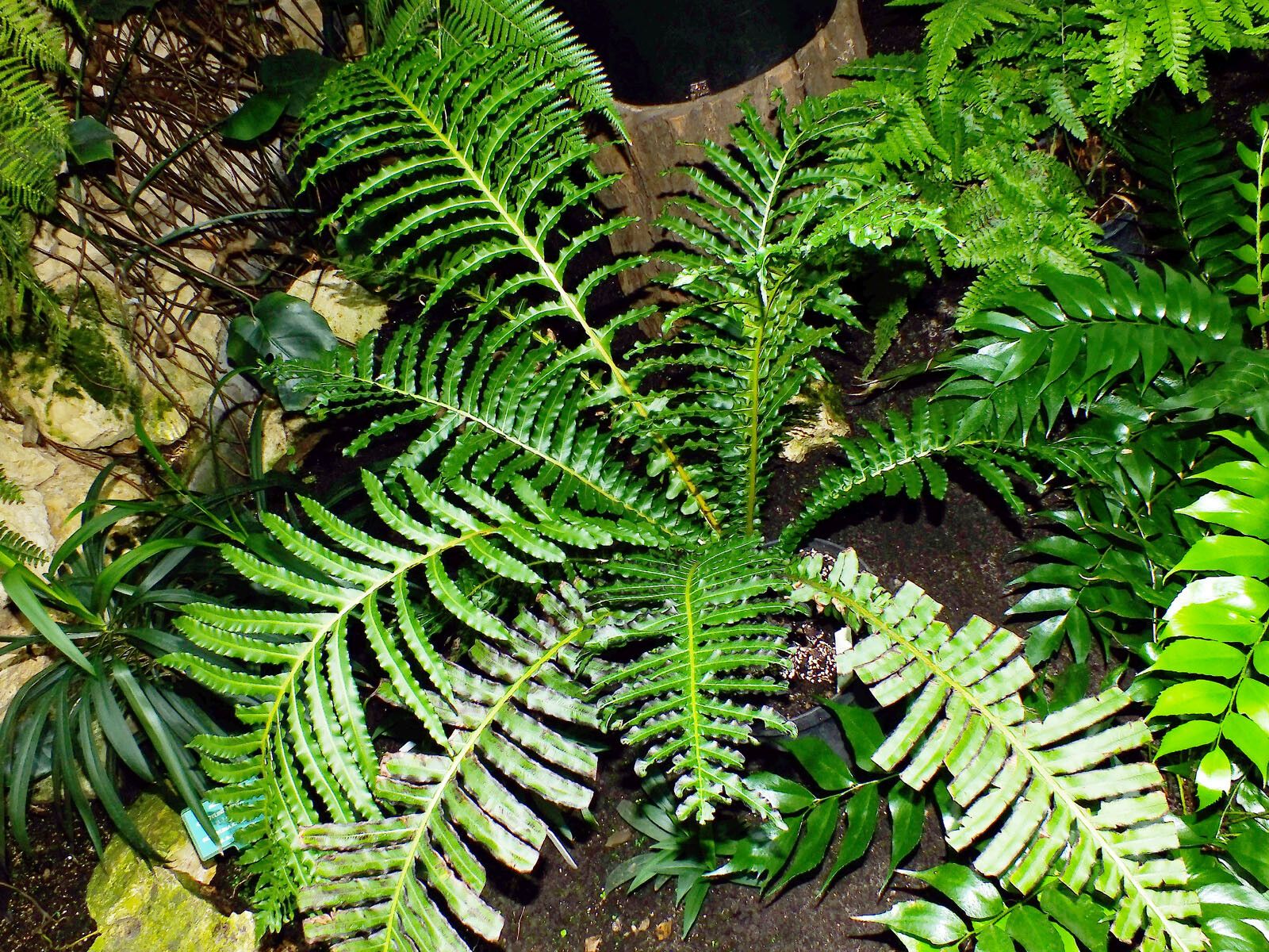 Blechnum brasiliense habit