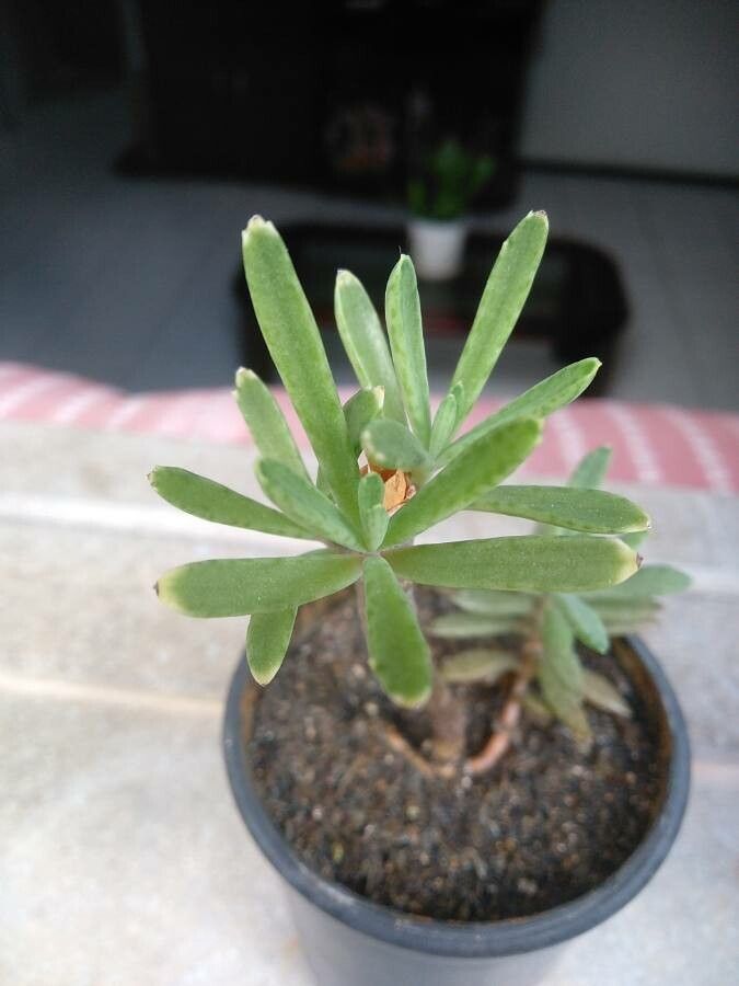 Suriana maritima — houseplant care guide