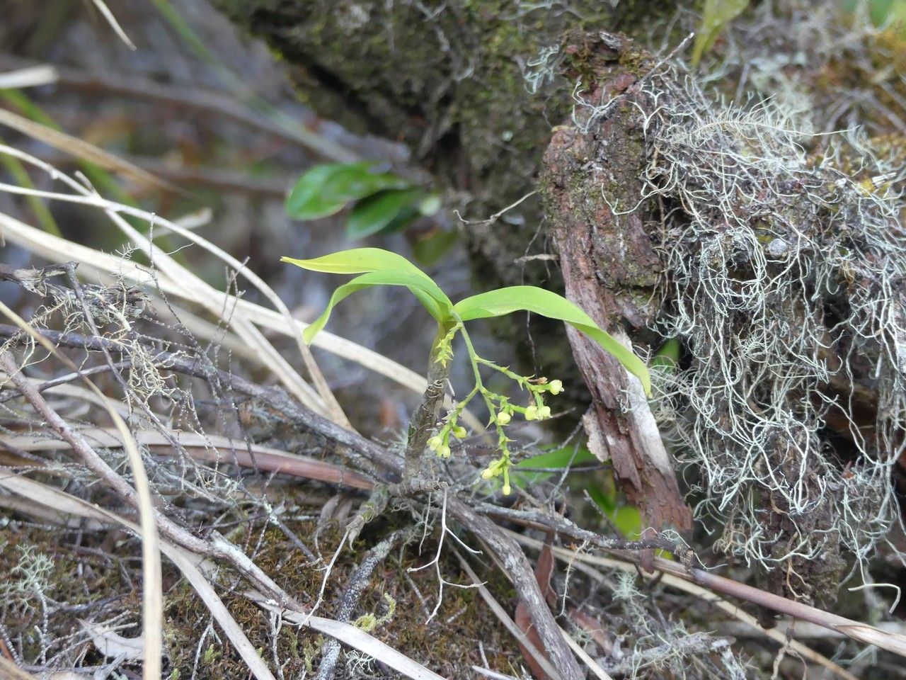 Polystachya fusiformis habit