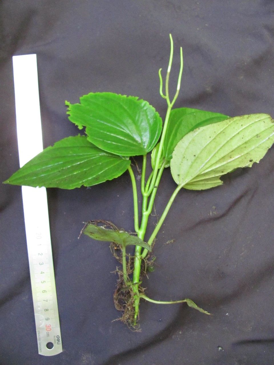 Peperomia syringifolia other