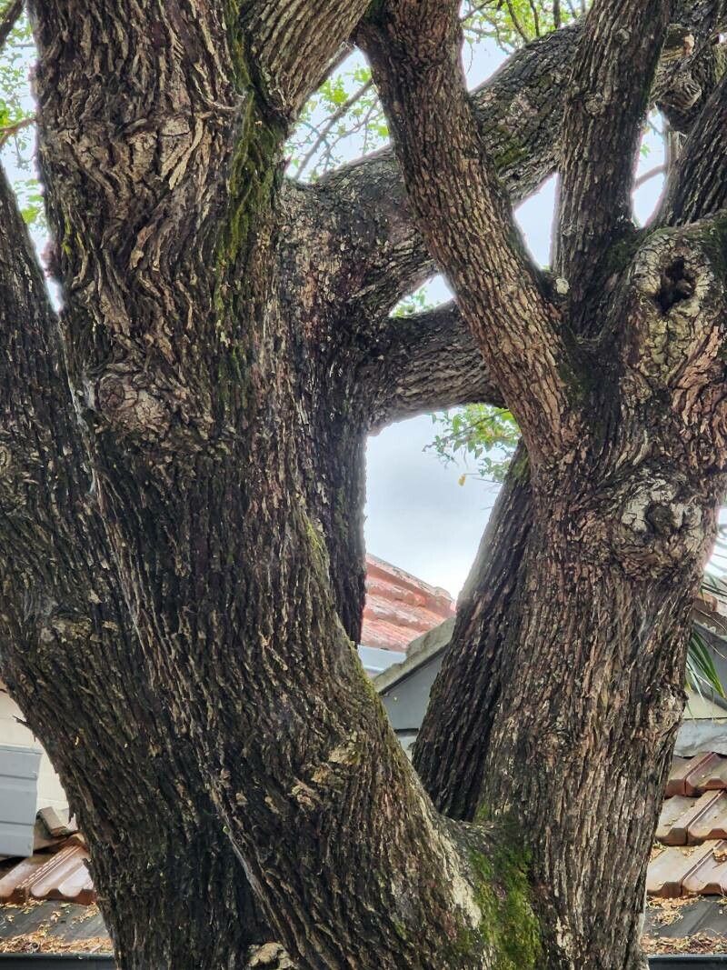 Glochidion zeylanicum bark