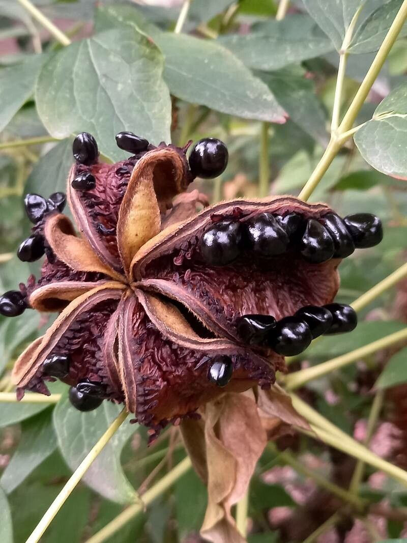 Paeonia rockii fruit