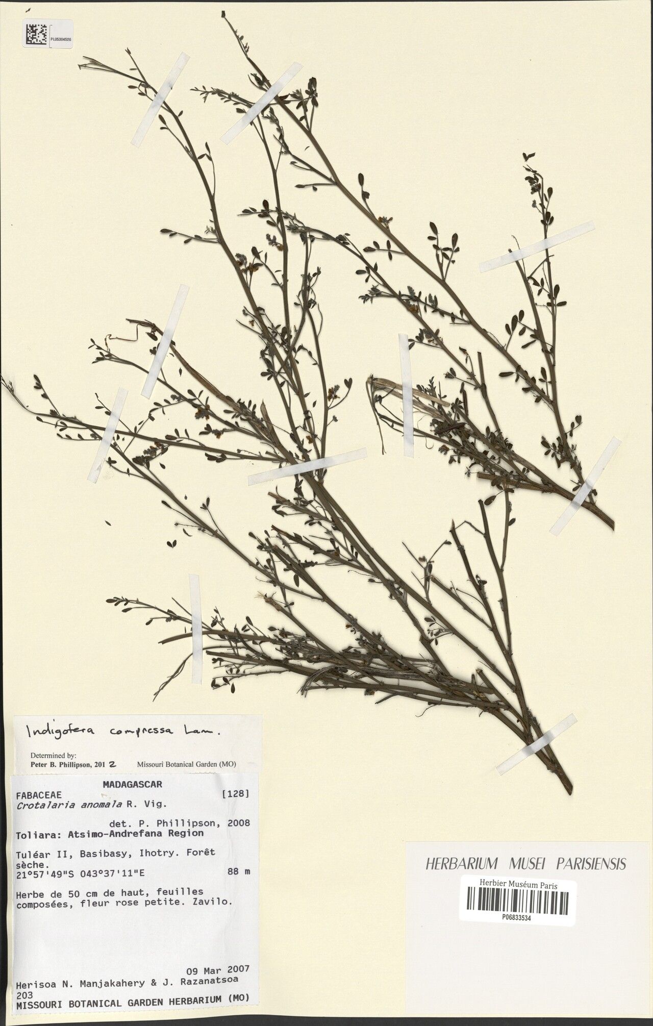 Indigofera compressa — search result for 'Indigofera'