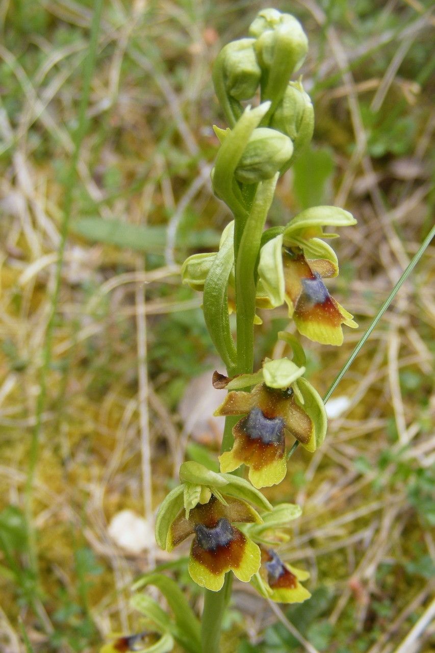Ophrys aymoninii bark