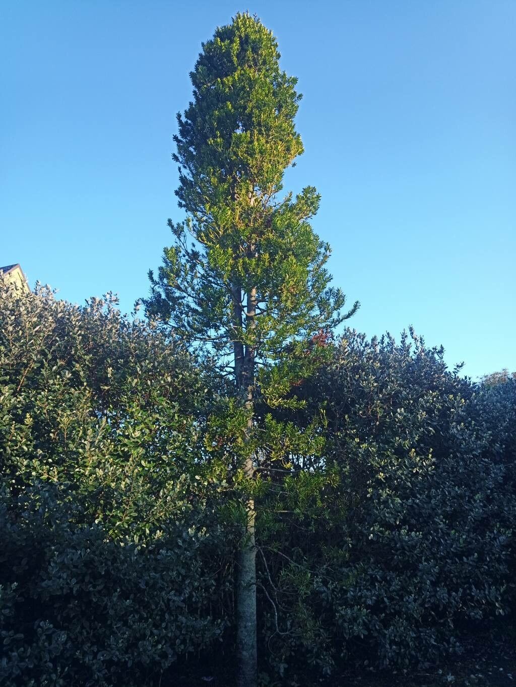 Agathis moorei — search result for 'Agathis'