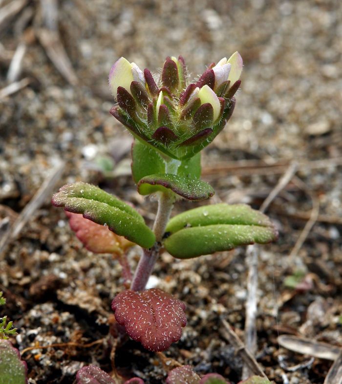 Collinsia corymbosa habit