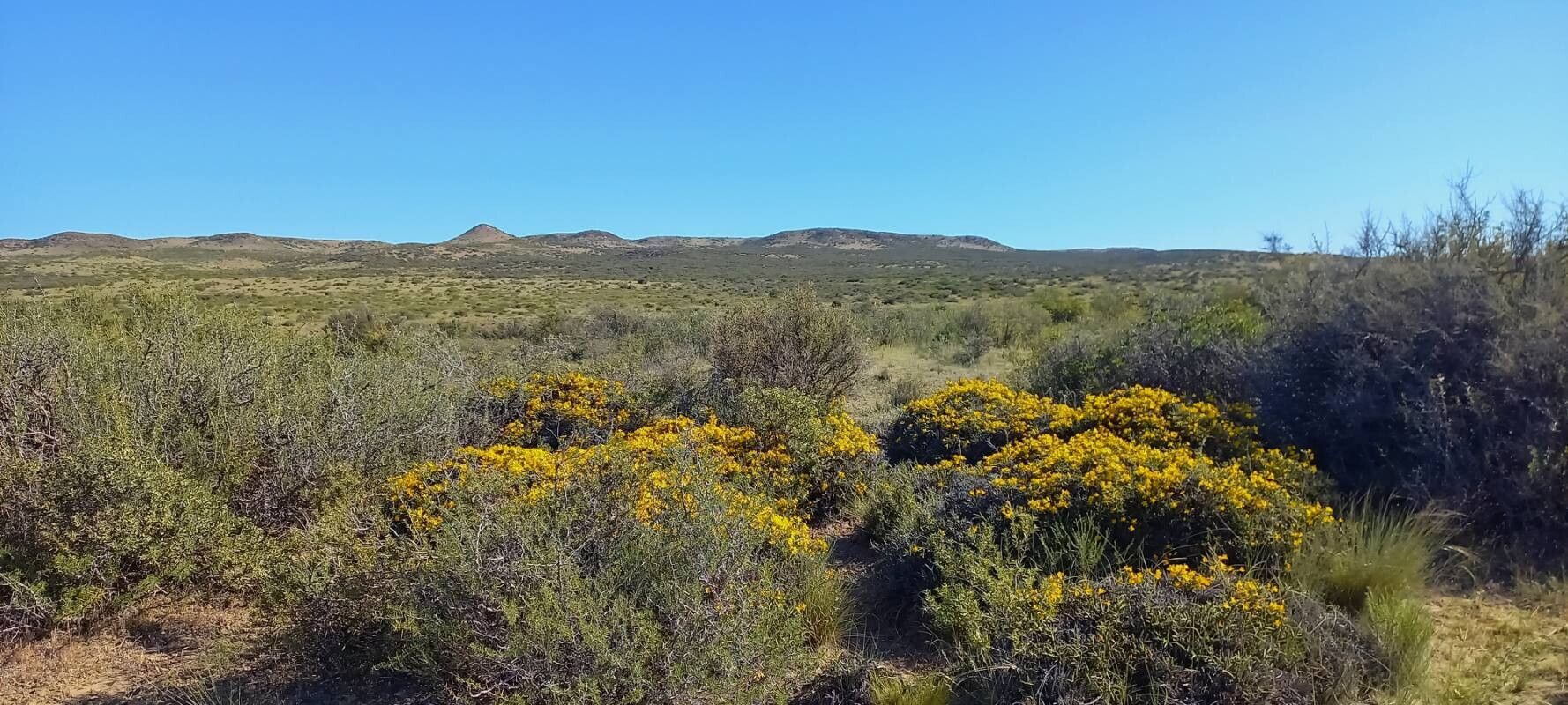 Menodora robusta other