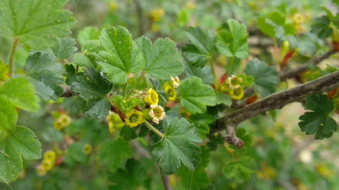 Ribes sardoum flower