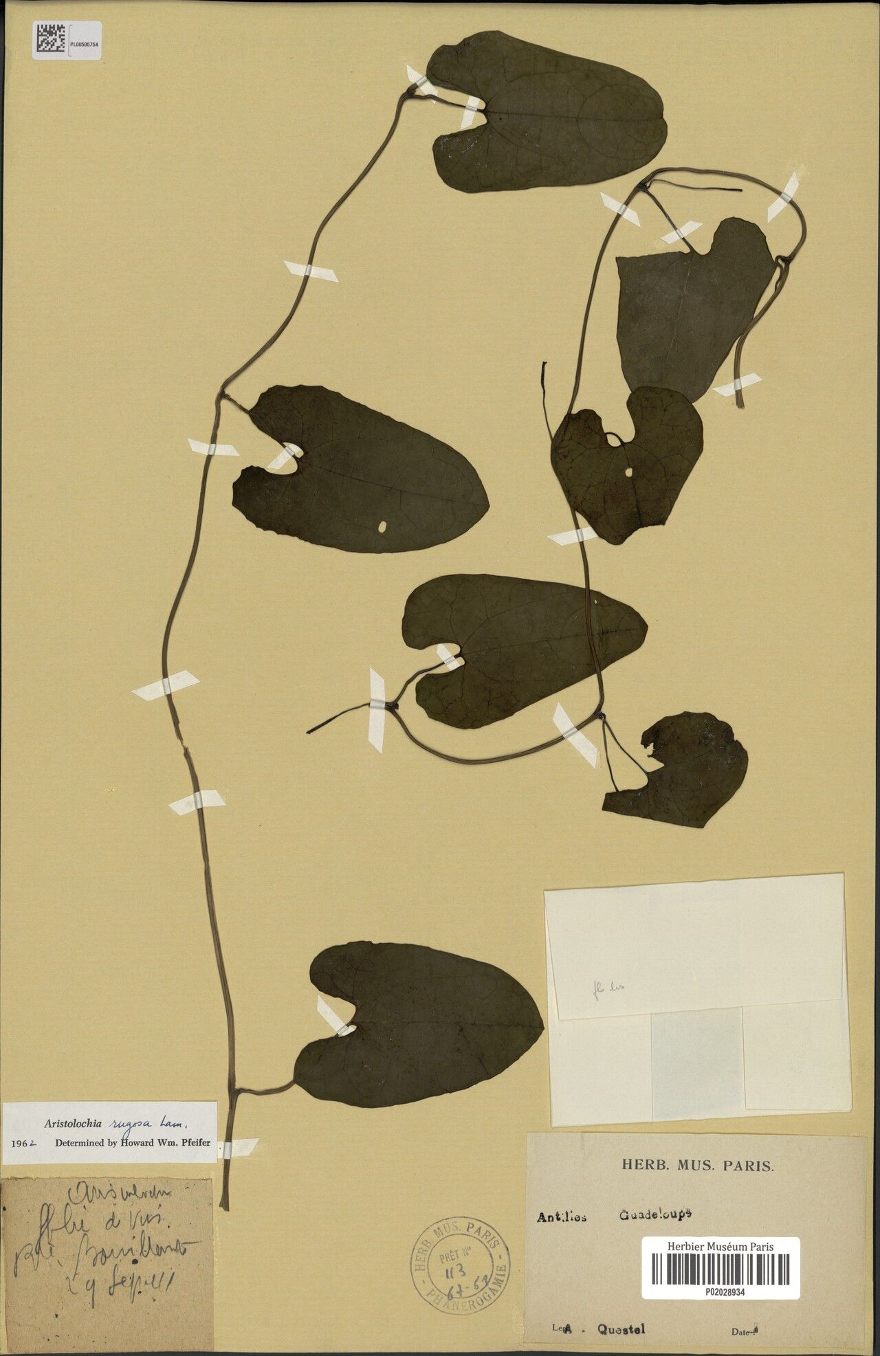 Aristolochia rugosa — search result for 'Aristolochia'