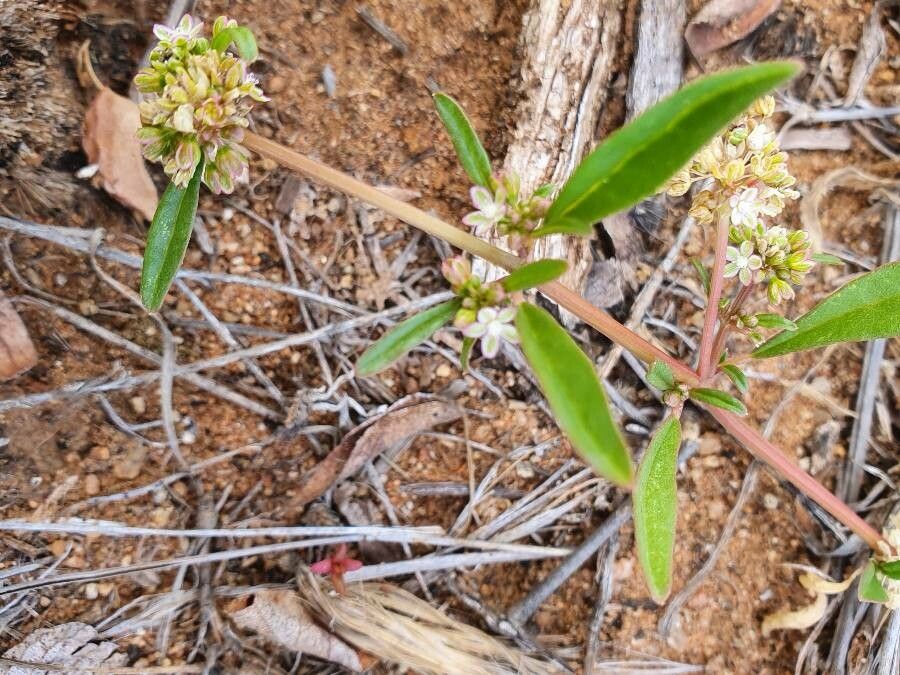 Zaleya pentandra — search result for 'Aizoaceae'