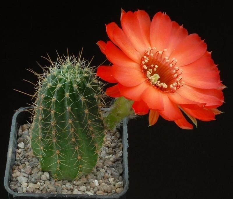 Lobivia pugionacantha habit