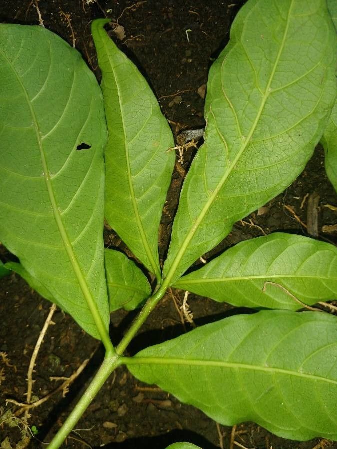 Tabernaemontana donnell-smithii leaf