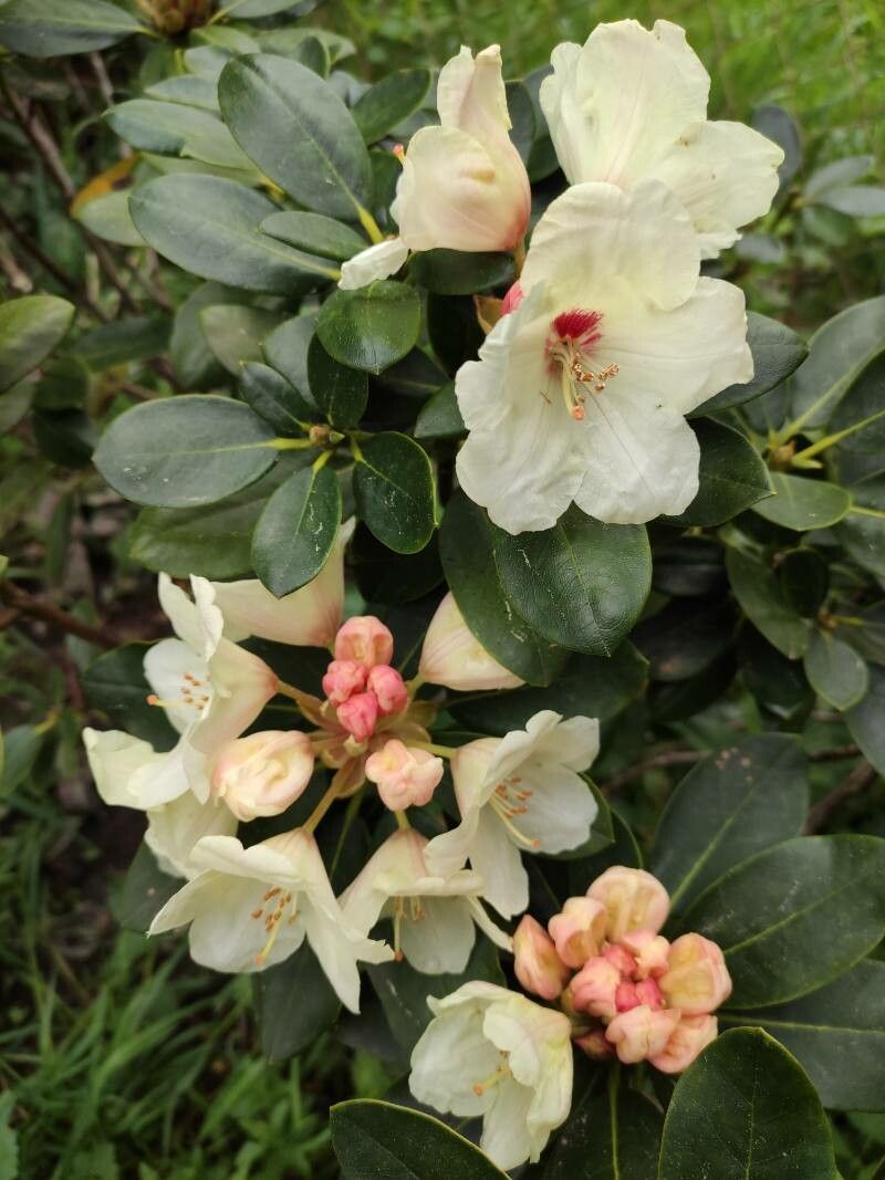 Rhododendron aureum flower