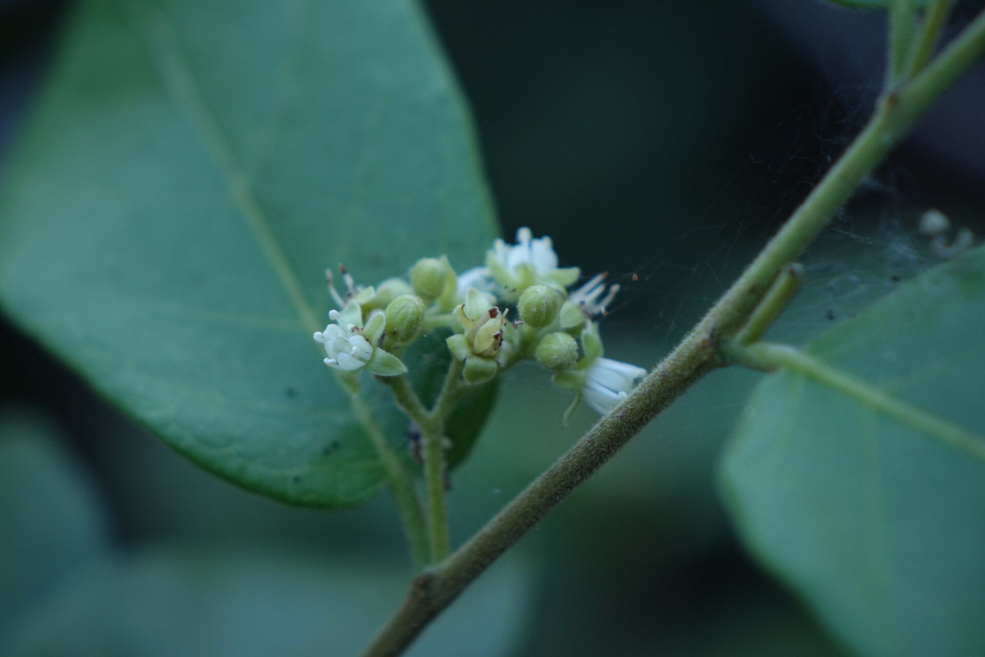 Dichapetalum bojeri flower
