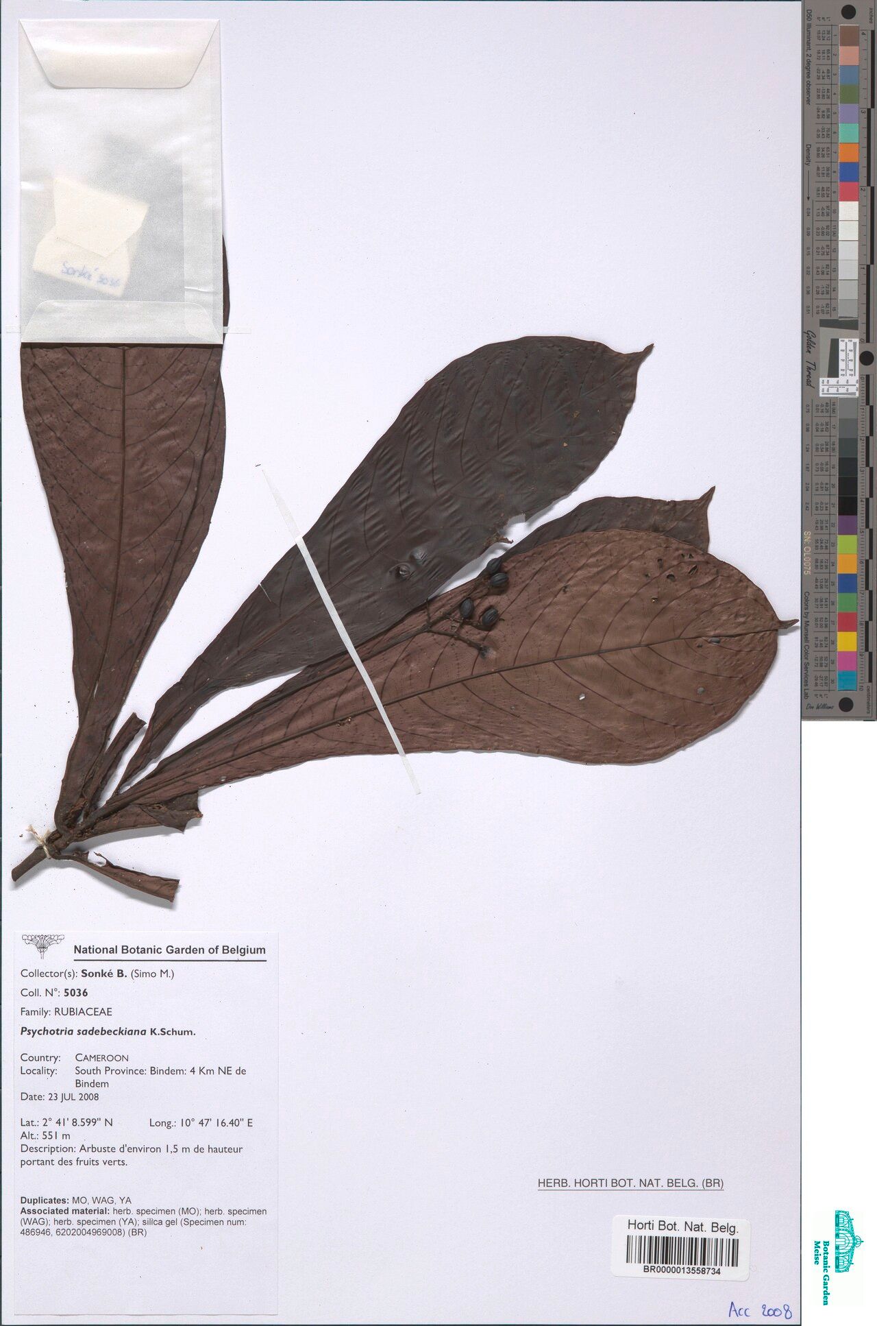 Psychotria sadebeckiana — houseplant care guide