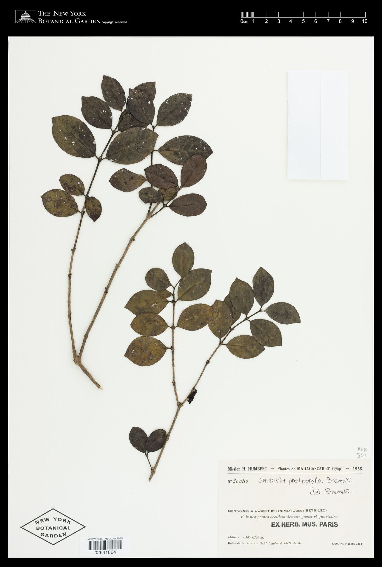 Saldinia phlebophylla — houseplant care guide