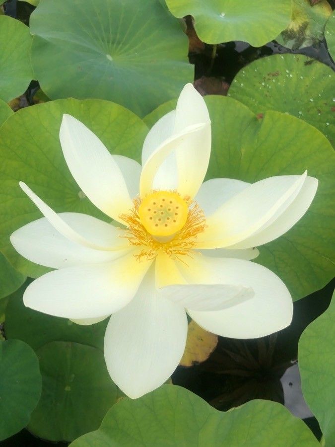 Nelumbo nucifera flower