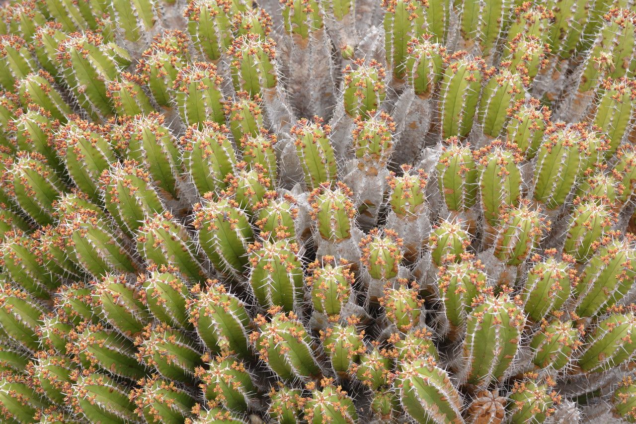 Euphorbia officinarum bark