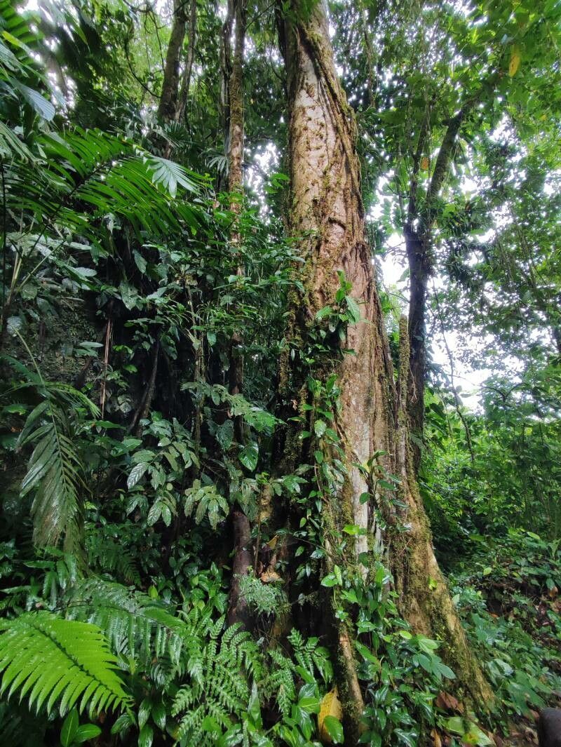 Matisia tinamastiana bark