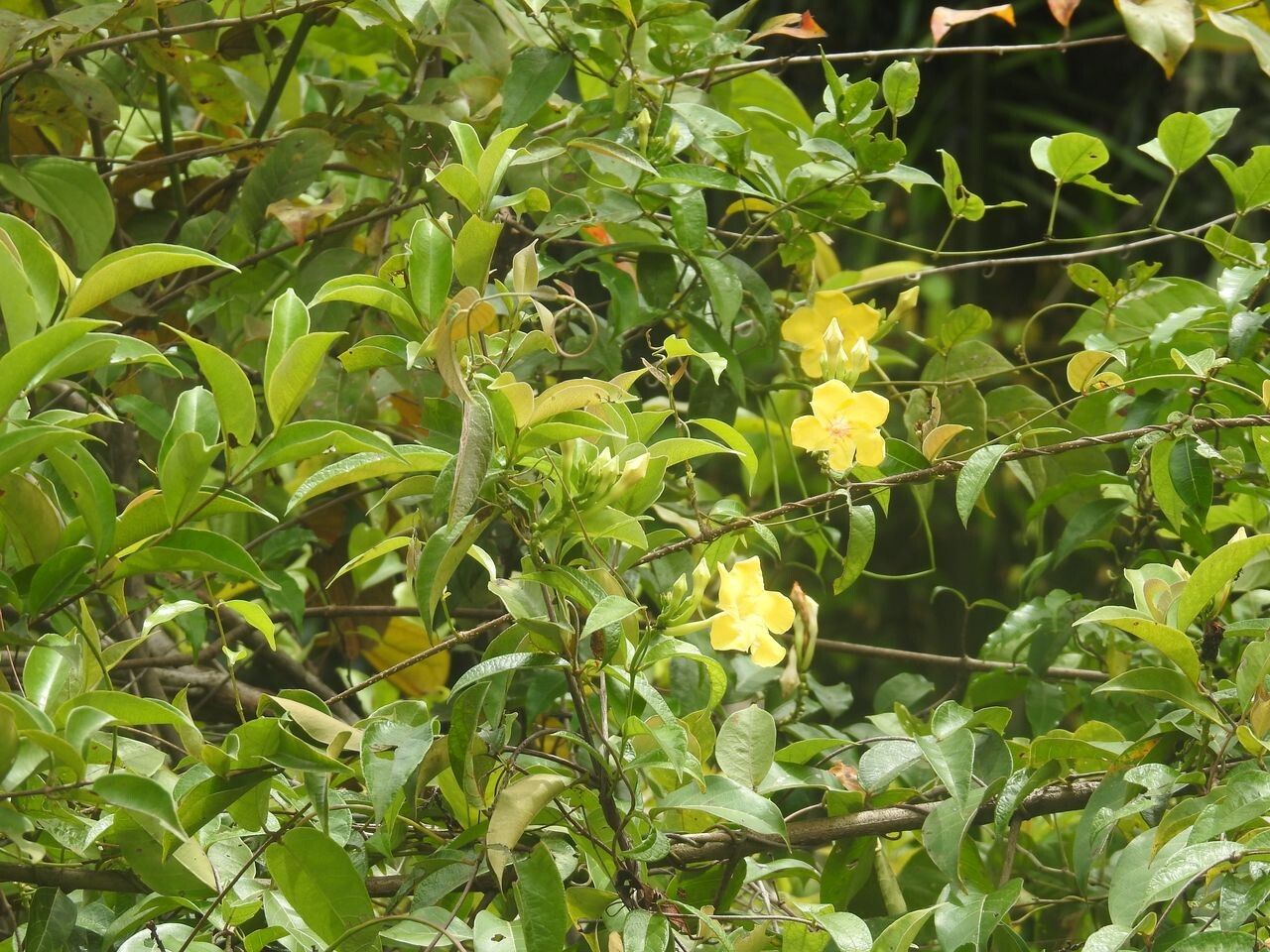 Mandevilla scabra habit