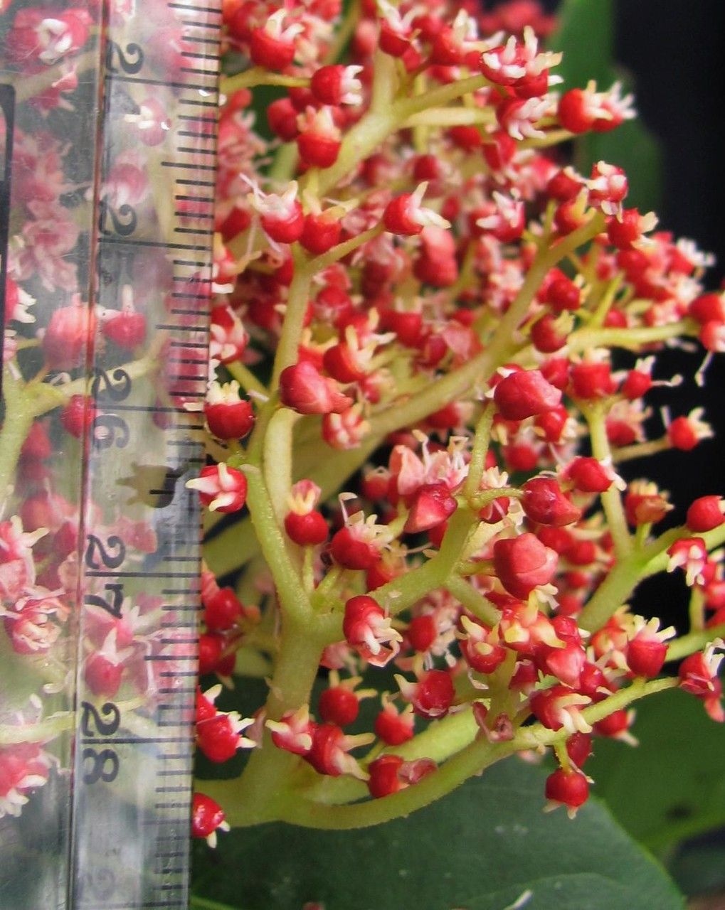 Hydrangea asterolasia fruit