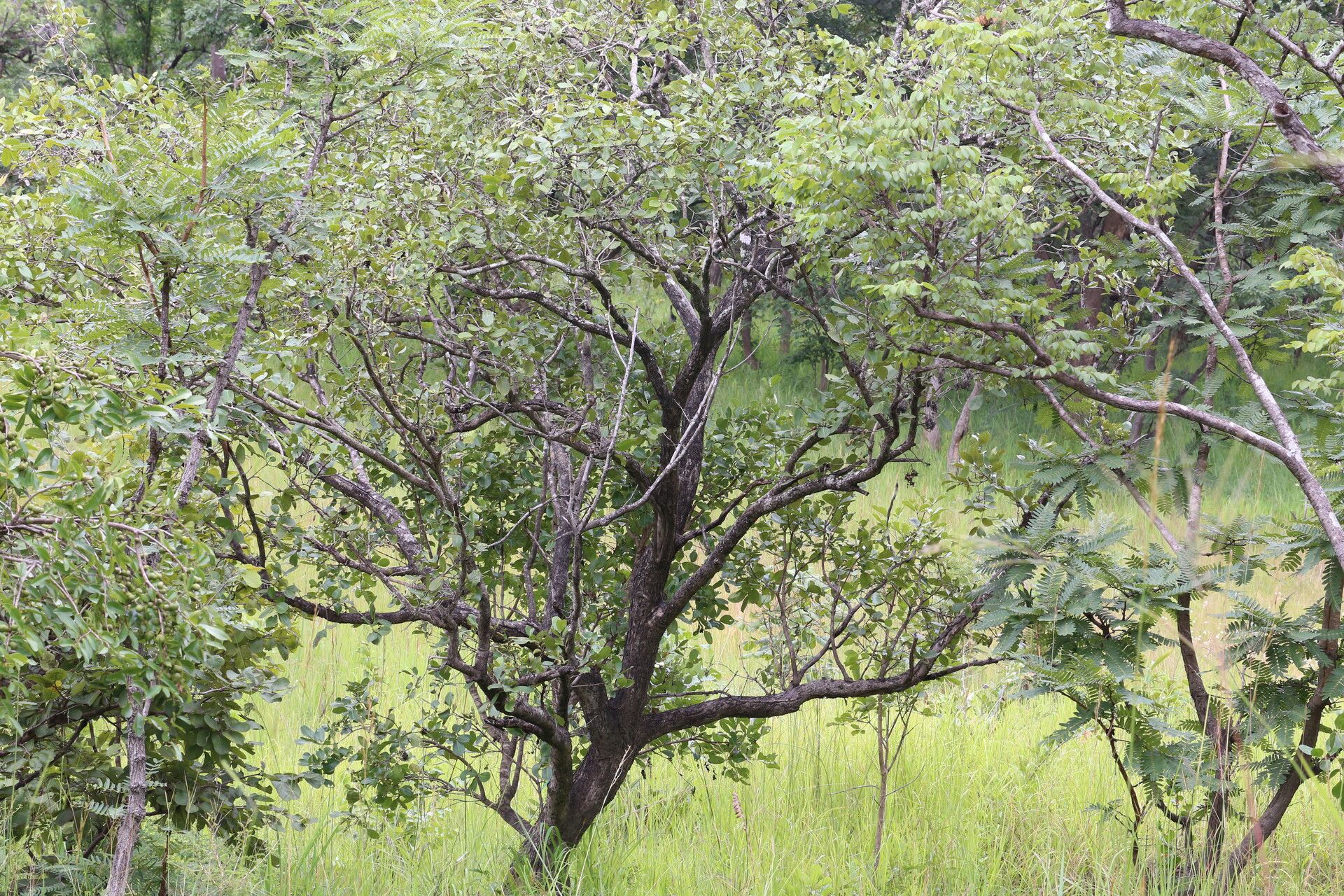 Syzygium × intermedium habit