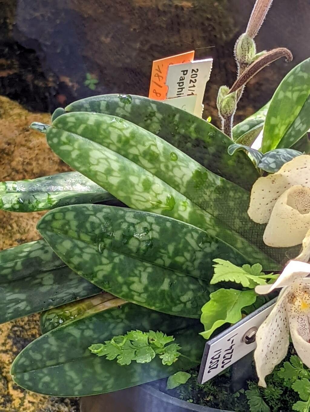 Paphiopedilum concolor leaf