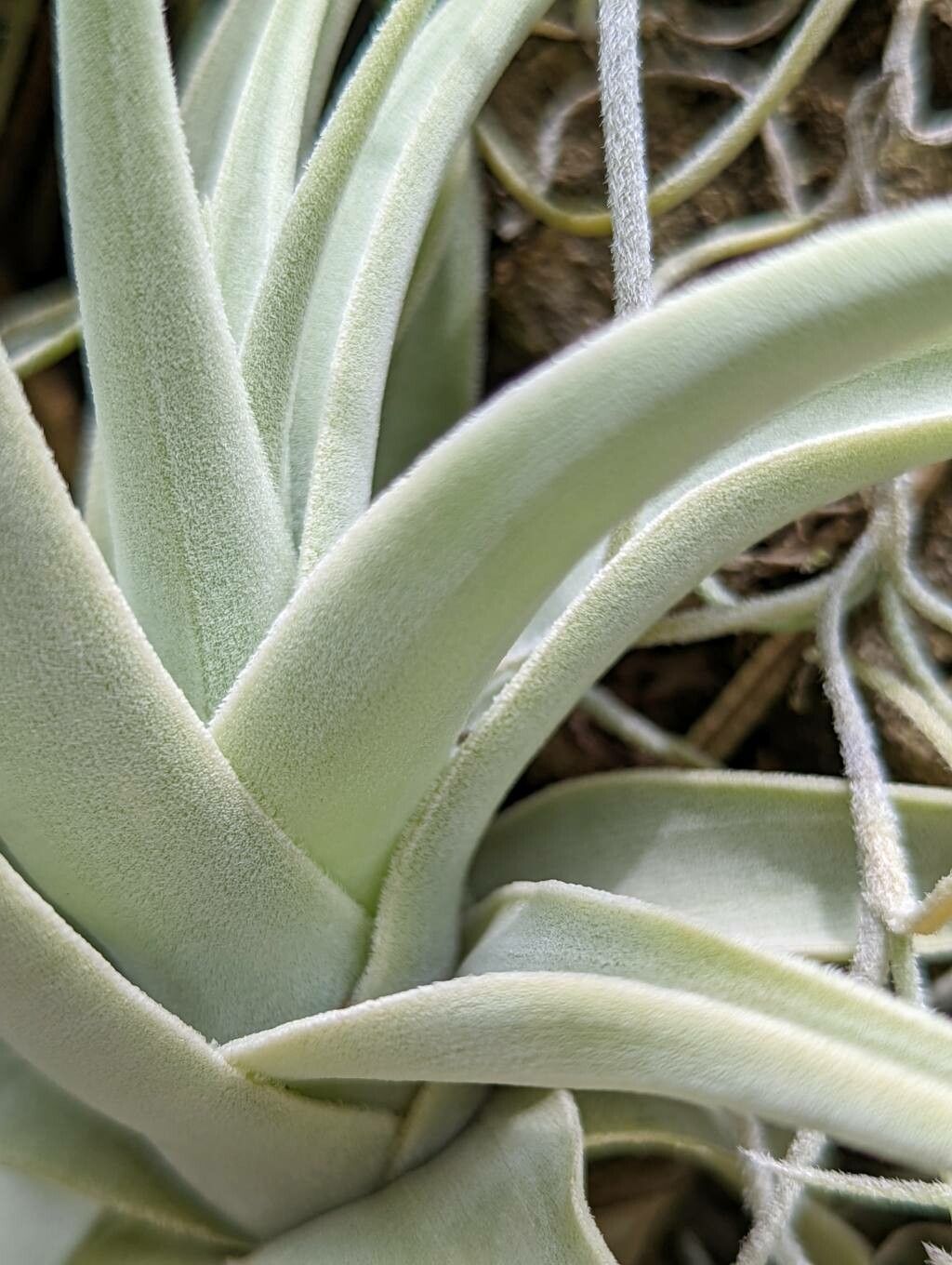 Tillandsia reducta leaf