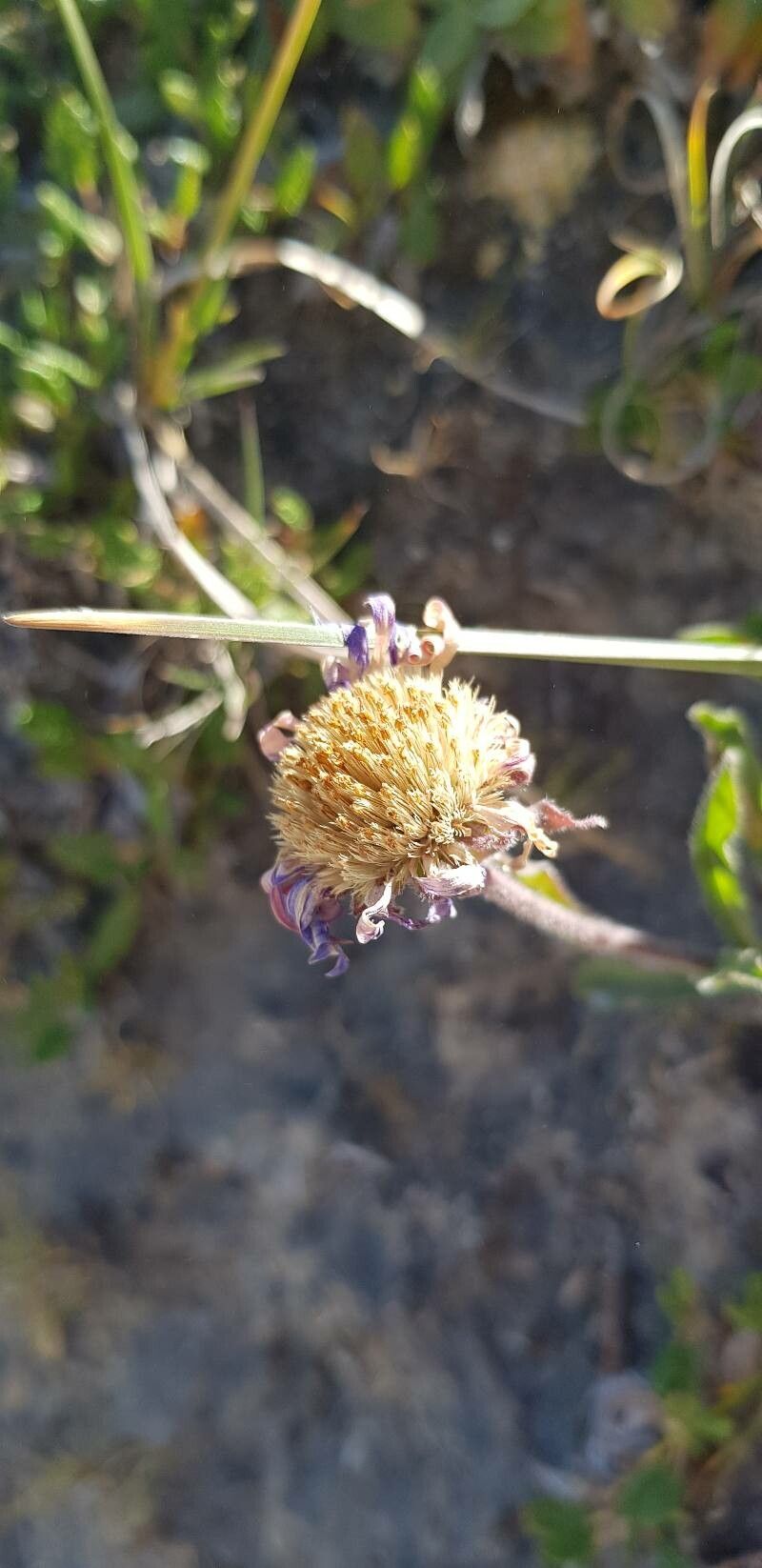 Aster alpinus fruit