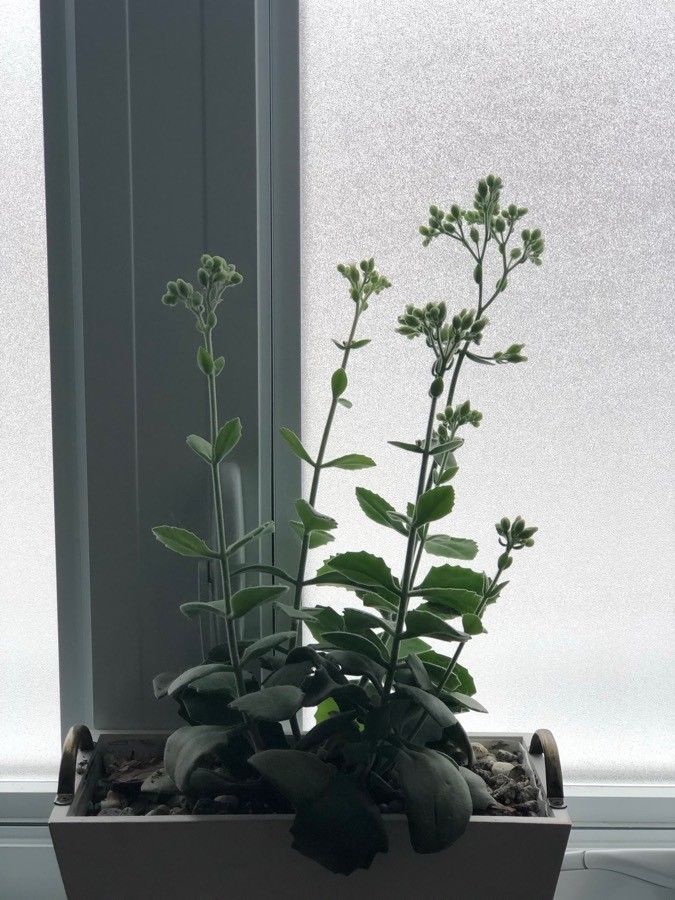 Kalanchoe millotii habit