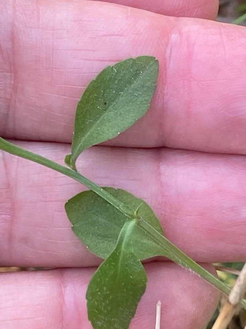Campanula spatulata — houseplant care guide