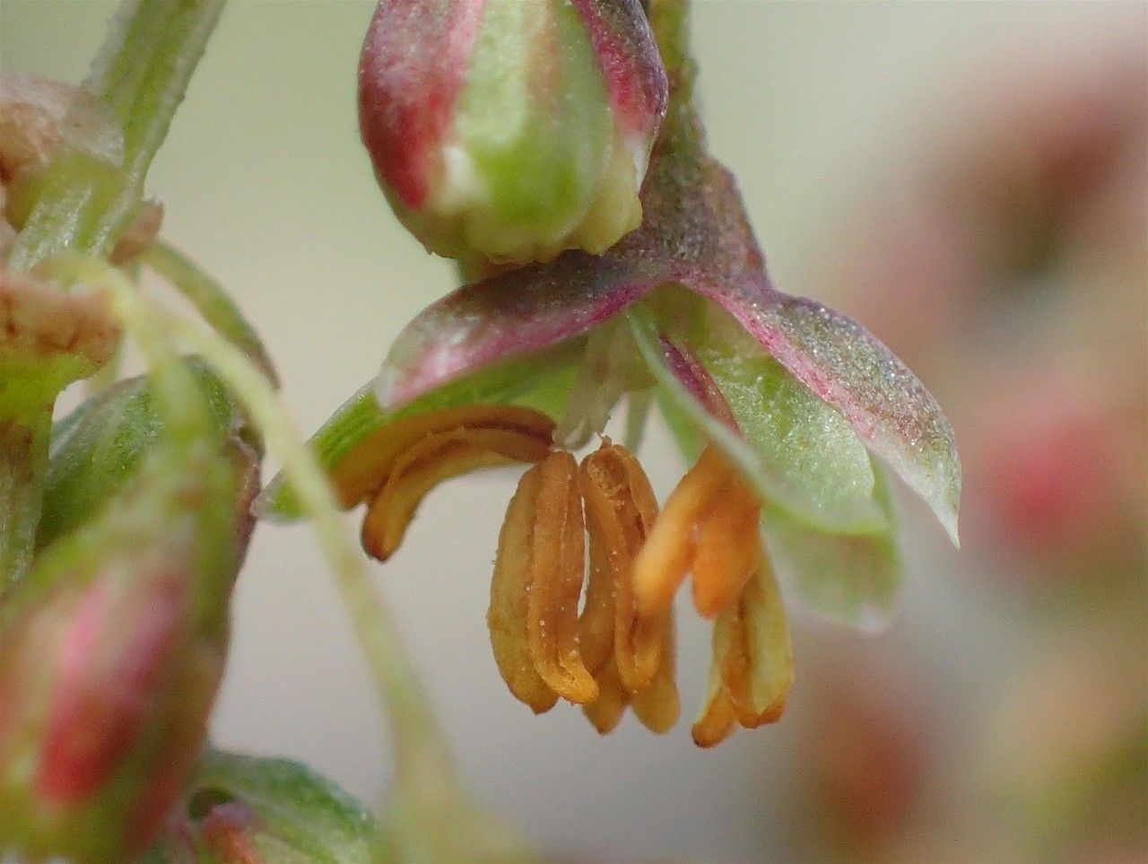 Rumex alpinus flower