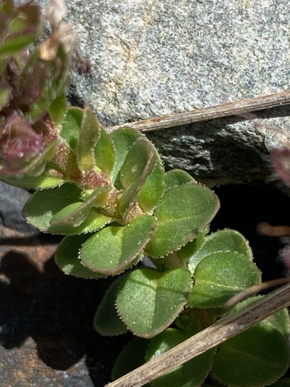 Veronica nummularia — houseplant care guide