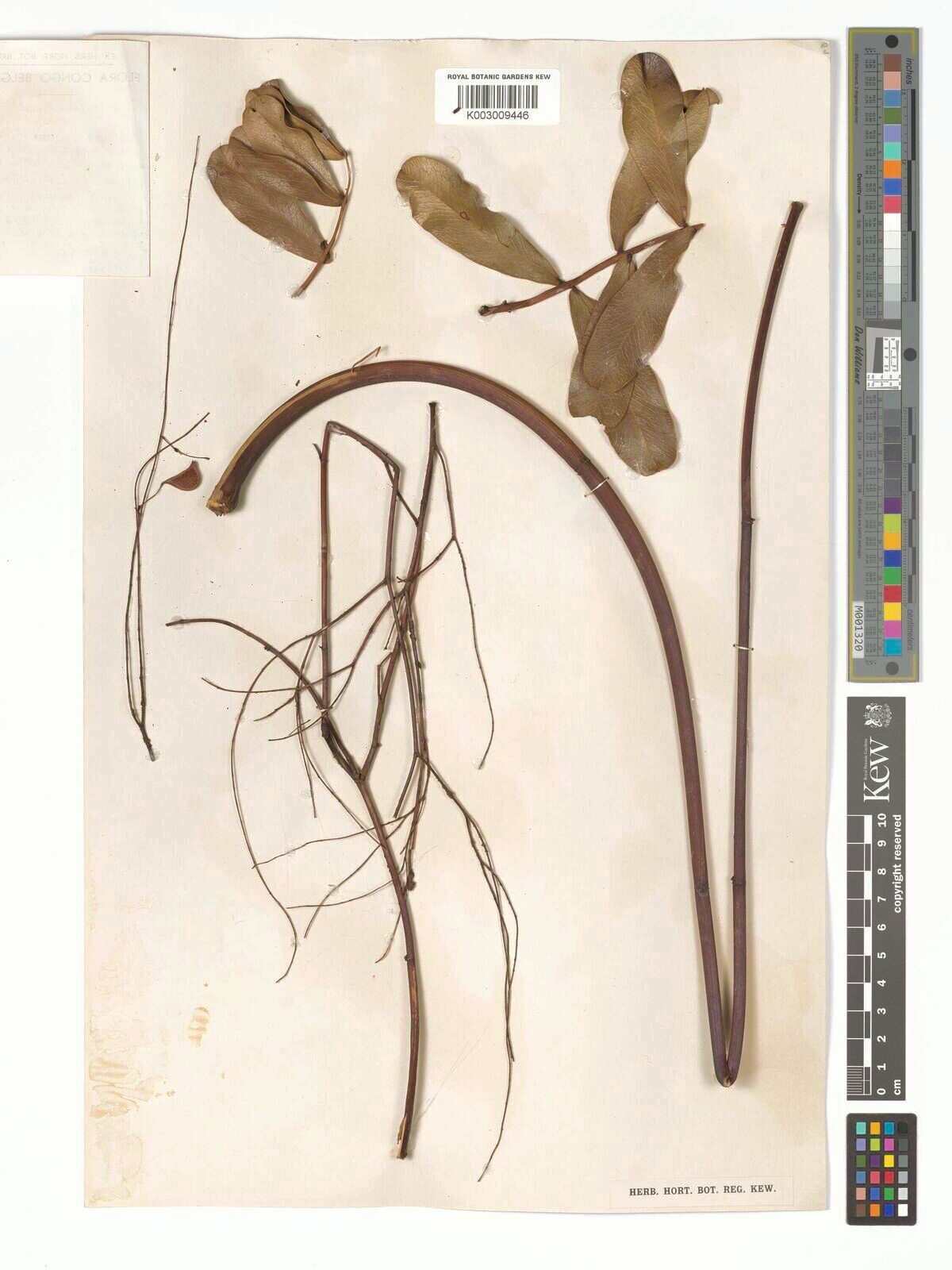 Aeschynomene rubroviolacea — houseplant care guide