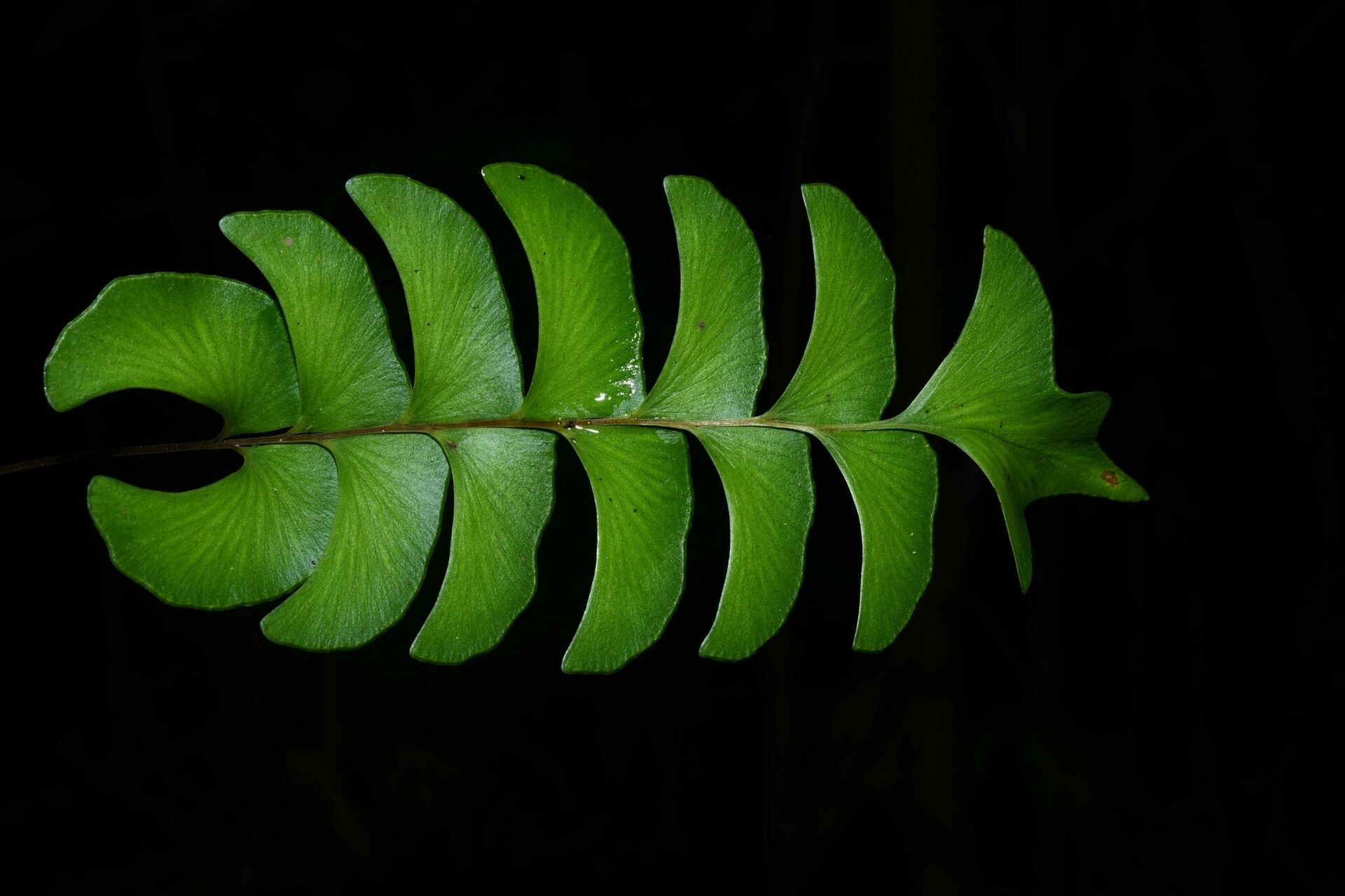 Lindsaea falcata — houseplant care guide