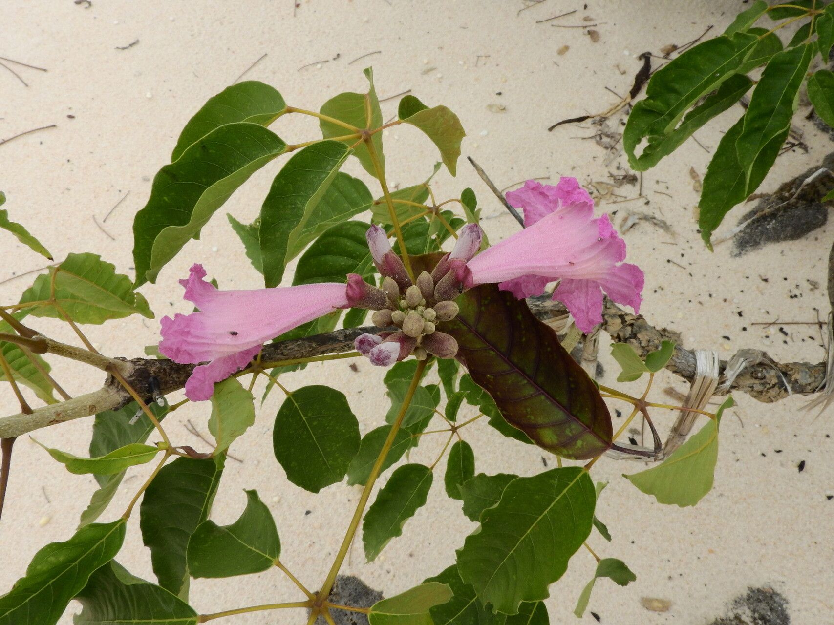 Handroanthus barbatus flower