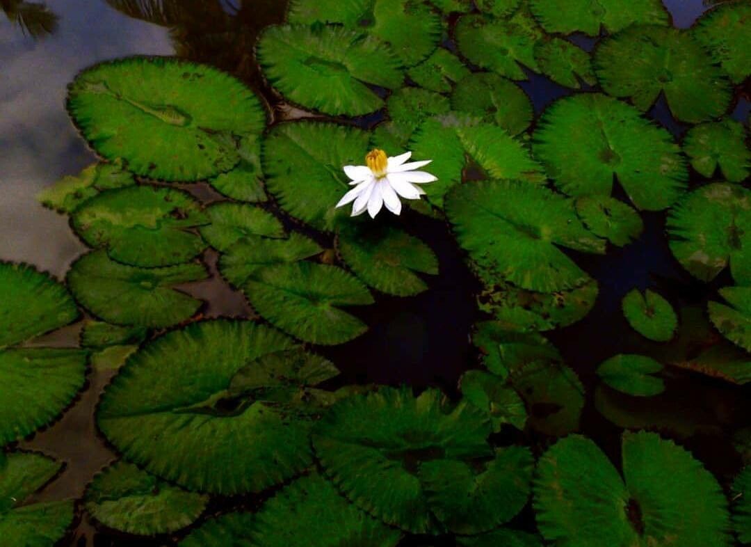 Nymphaea lotus flower