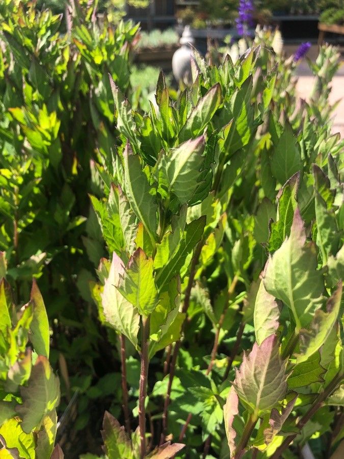 Aster ageratoides — related species from the same genus