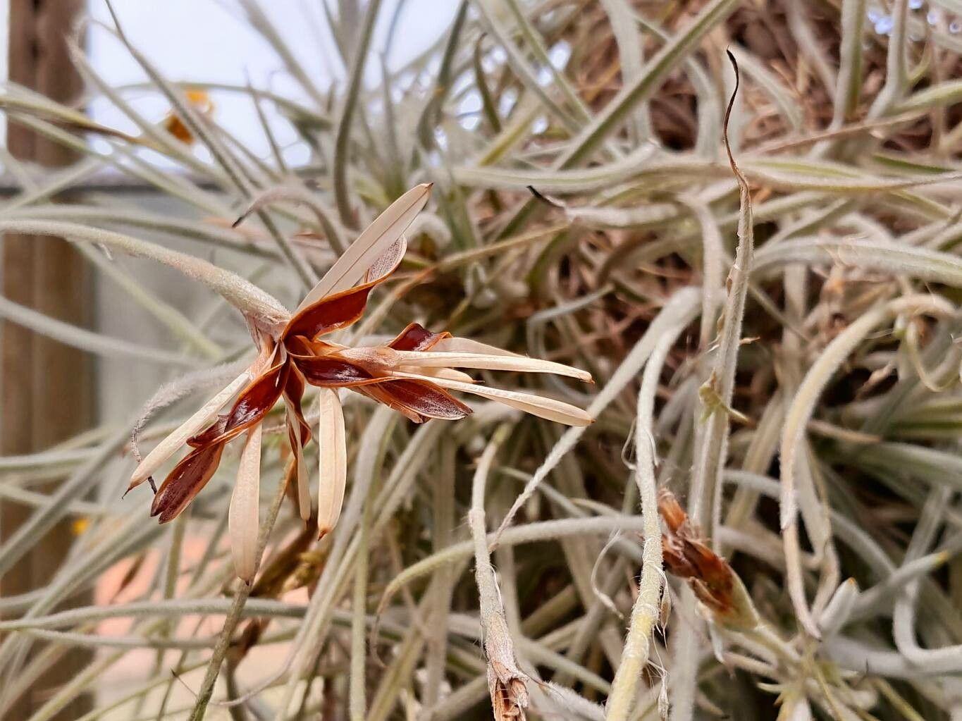 Tillandsia crocata fruit