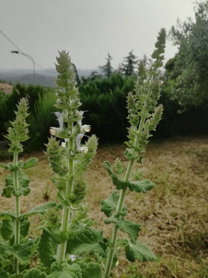 Salvia desoleana — houseplant care guide