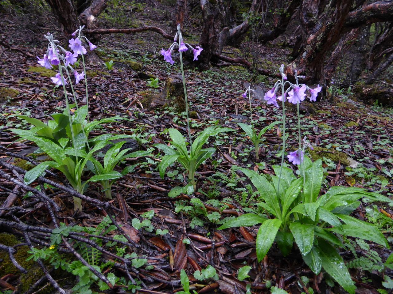Primula boreiocalliantha flower